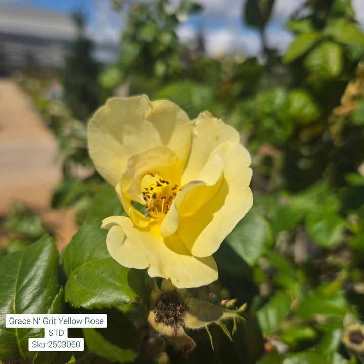Grace N' Grit™ Yellow Shrub Rose, 5 Gal