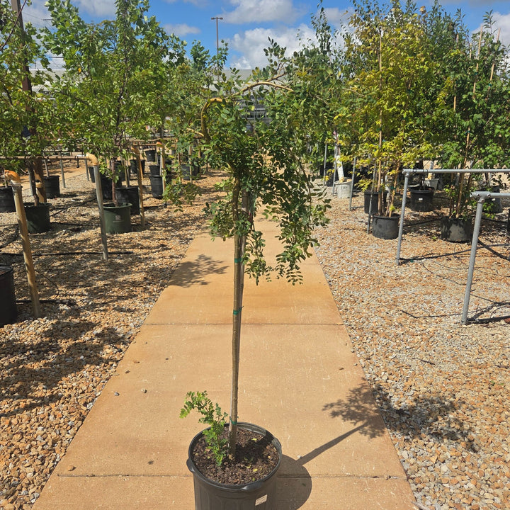 Peashrub Weeping Caragana Tree, 5 Gal.