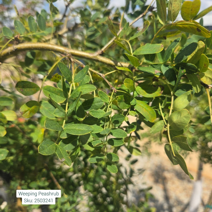 Peashrub Weeping Caragana Tree, 5 Gal.
