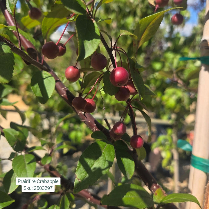 Prairifire Crabapple Tree, 7 Gal.