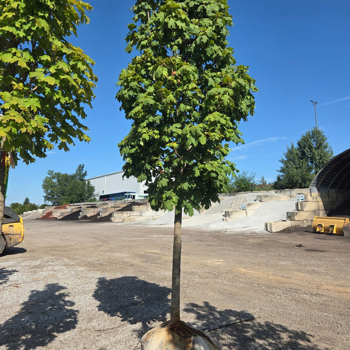 Sugar Apollo Maple Tree, B&B 2" Caliper
