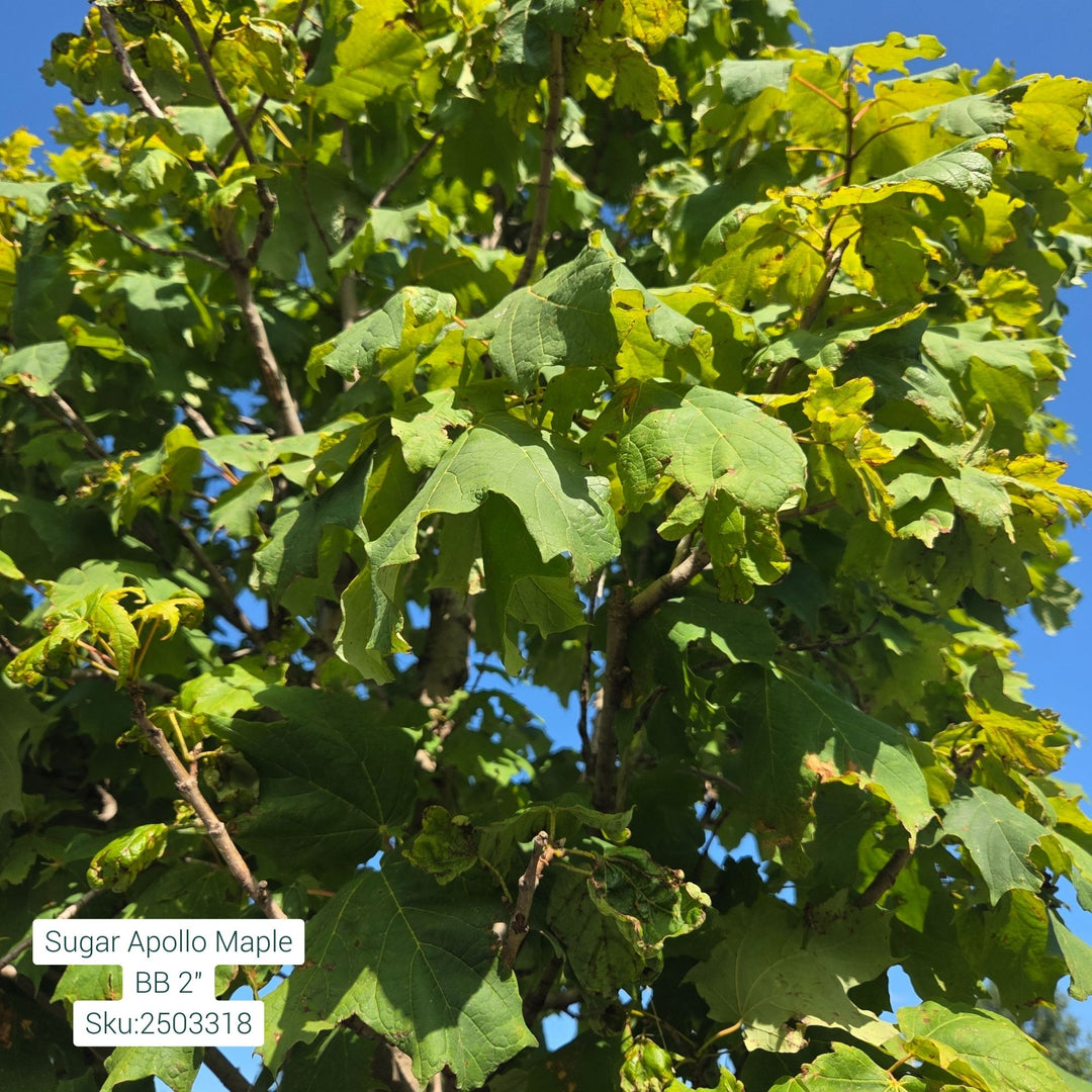 Sugar Apollo Maple Tree, B&B 2" Caliper