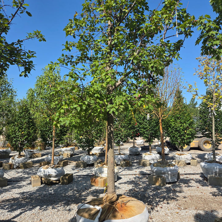 Tatarian Hot Wings Maple Tree, B&B 3" Caliper