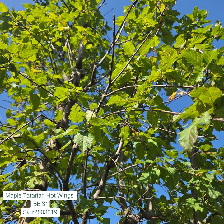 Tatarian Hot Wings Maple Tree, B&B 3" Caliper
