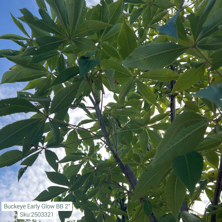 Early Glow Buckeye Tree, B&B 2" Caliper