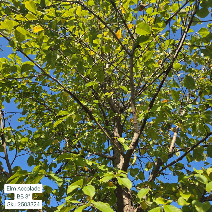 Accolade Elm Tree, B&B 3" Claiper