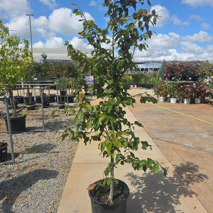 American Beech Tree, 7 Gal.
