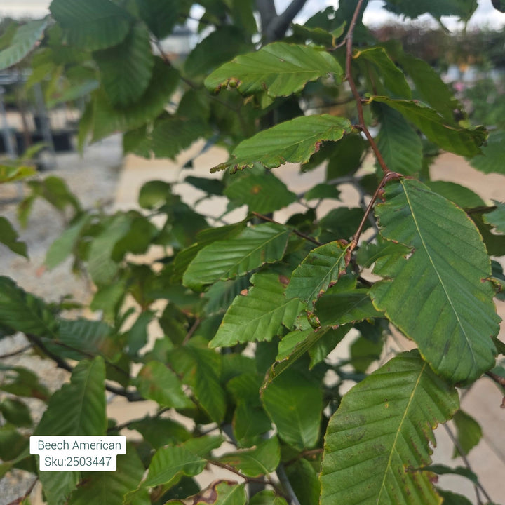 American Beech Tree, 7 Gal.