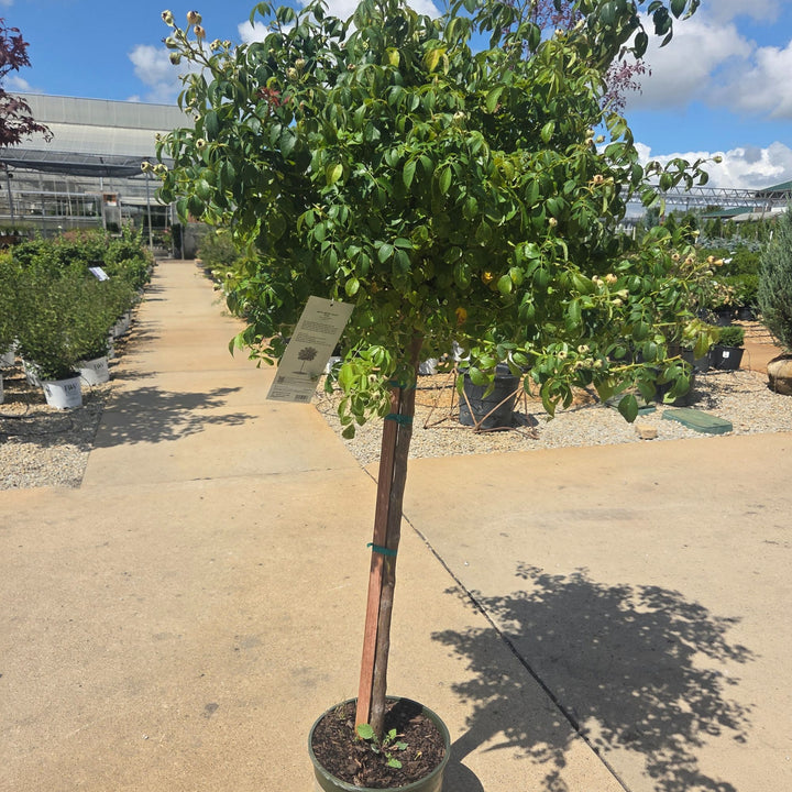 Grace N' Grit™ White Shrub Rose, 5 Gal.