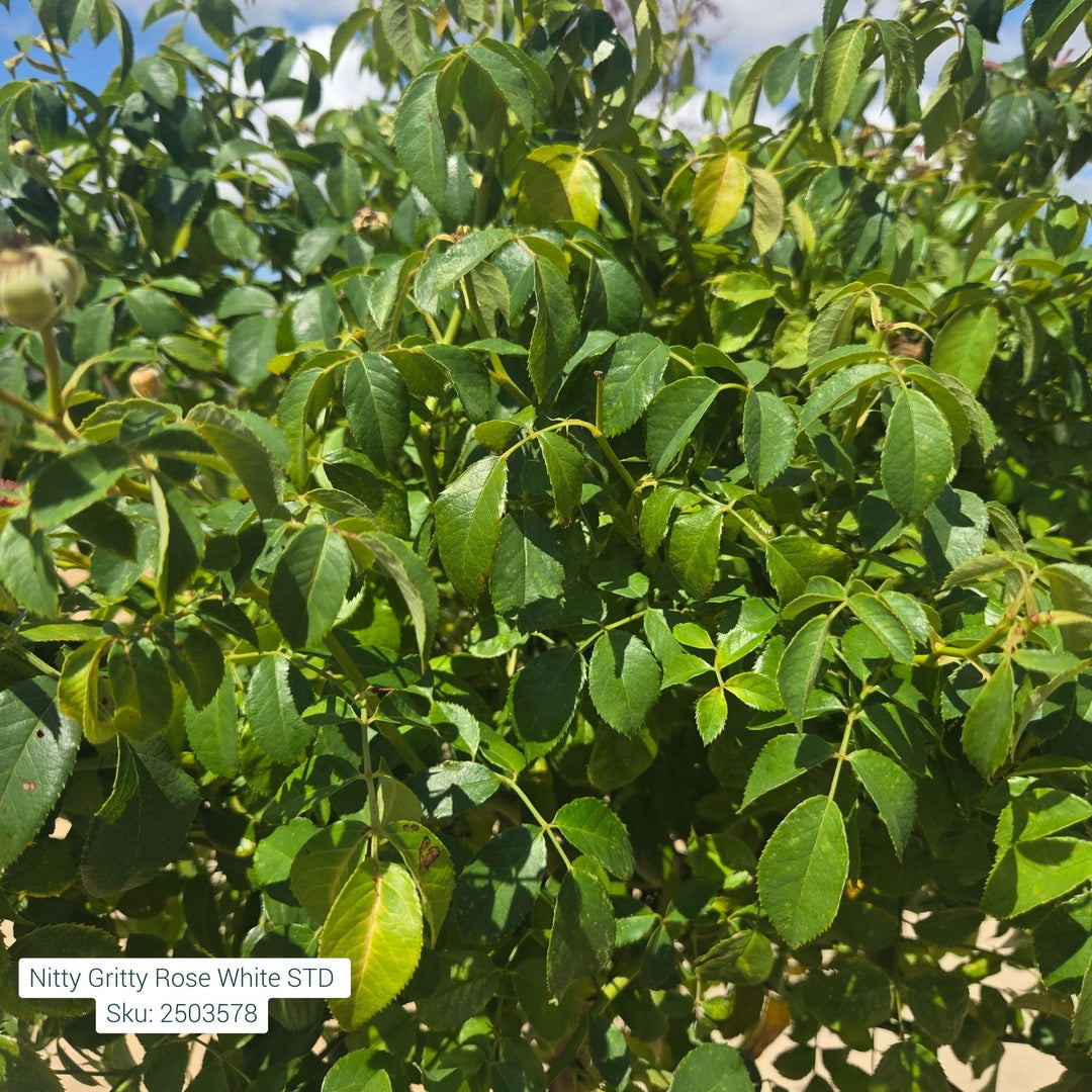 Grace N' Grit™ White Shrub Rose, 5 Gal.