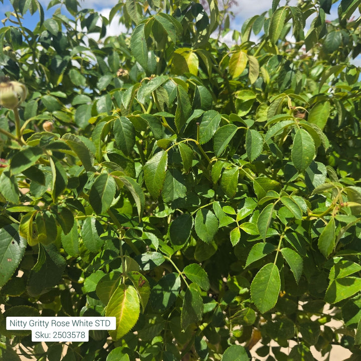 Grace N' Grit™ White Shrub Rose, 5 Gal.