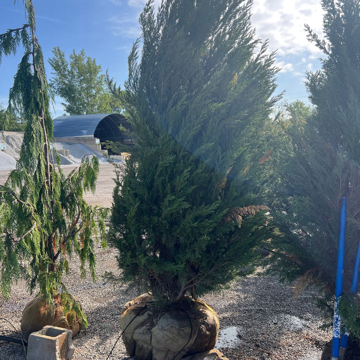 Spartan Juniper Tree, B&B 7-8ft