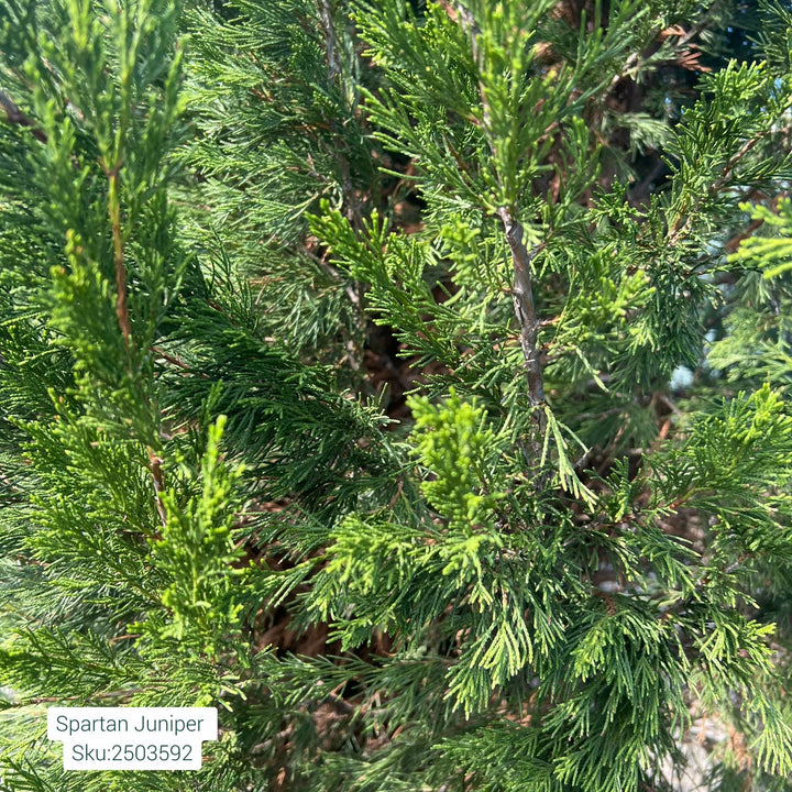 Spartan Juniper Tree, B&B 7-8ft