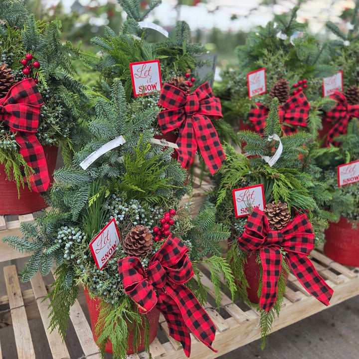 Let is Snow Fresh Greenery Arrangement in 9" Pot - Assorted Styles Available