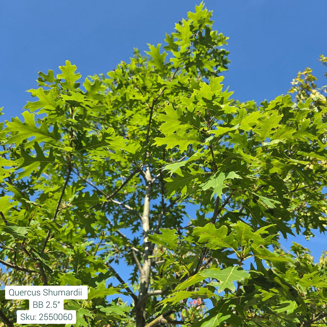 Quercus Shumardii Tree, B&B 2.5" Caliper