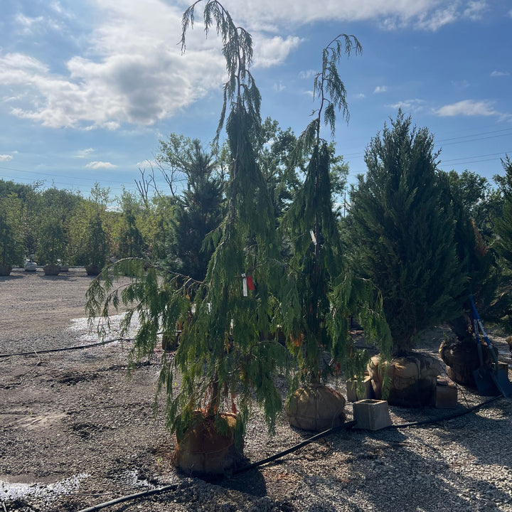 Weeping Cypress Tree, B&B 8-9ft