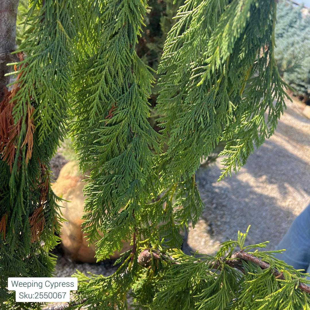 Weeping Cypress Tree, B&B 8-9ft