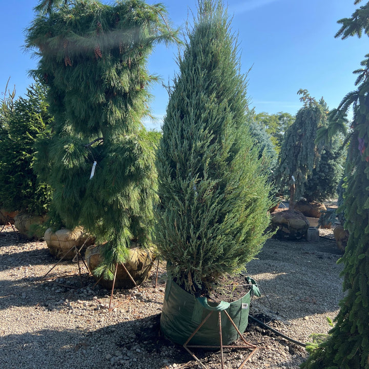 Skyrocket Juniper Tree, B&B 72"