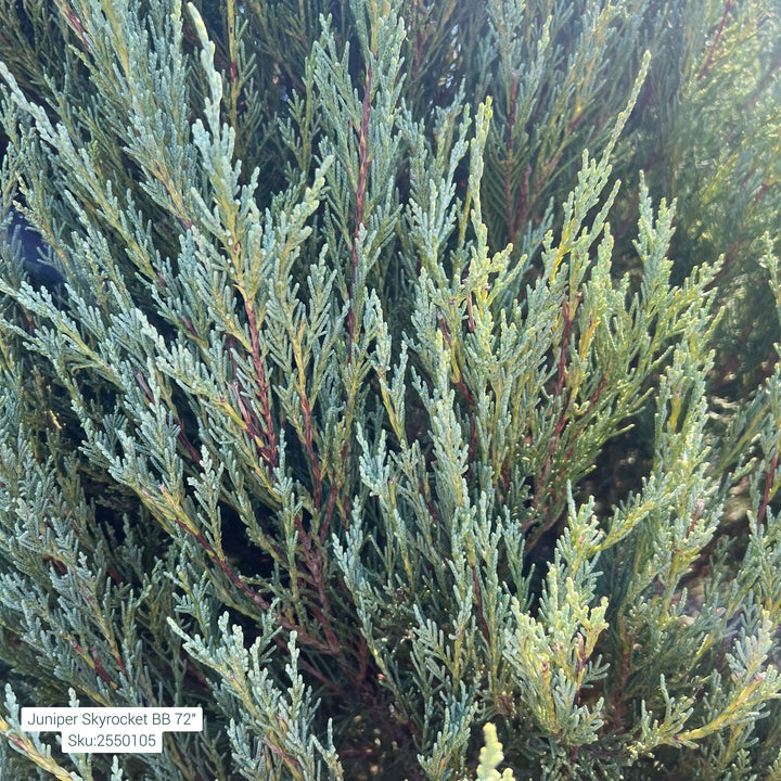 Skyrocket Juniper Tree, B&B 72"