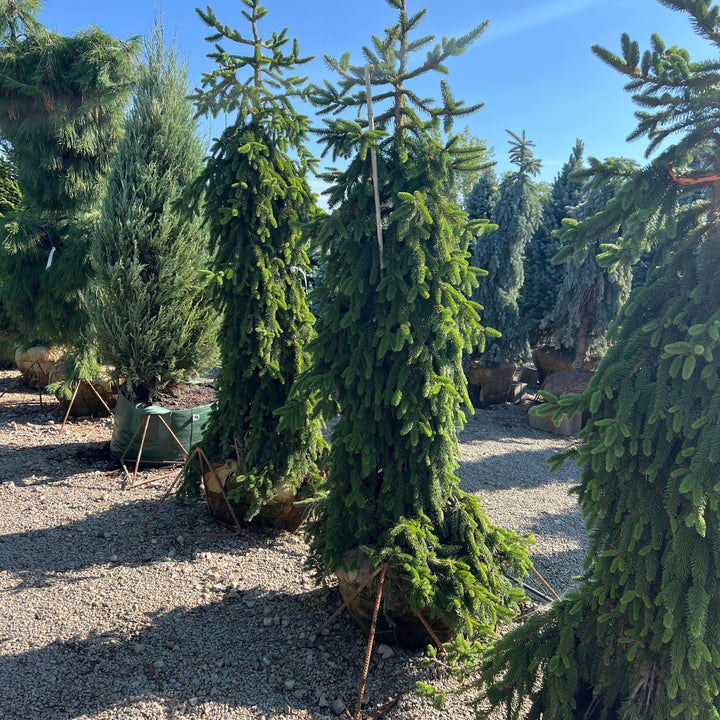 Weeping Norway Spruce Tree, B&B 60"