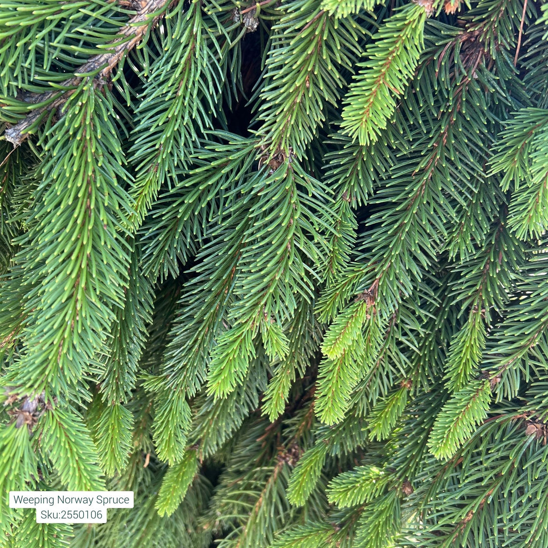Weeping Norway Spruce Tree, B&B 60"