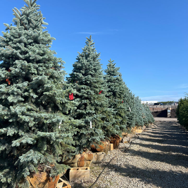 Baby Blue Spruce Tree, B&B 84"