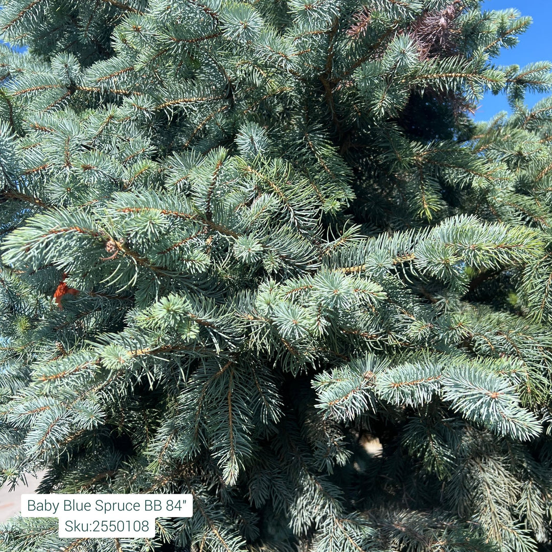 Baby Blue Spruce Tree, B&B 84"