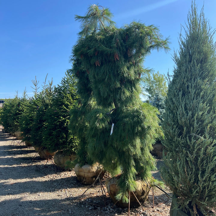 Weeping White Pine Tree, B&B 96"