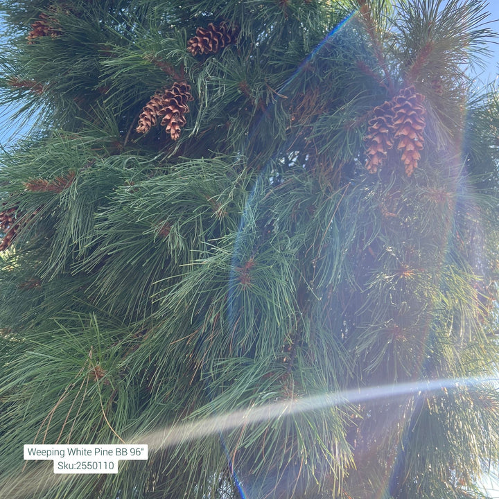 Weeping White Pine Tree, B&B 96"