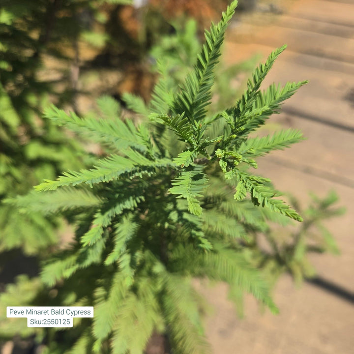 Peve Minaret Bald Cypress Tree, 6 Gal.