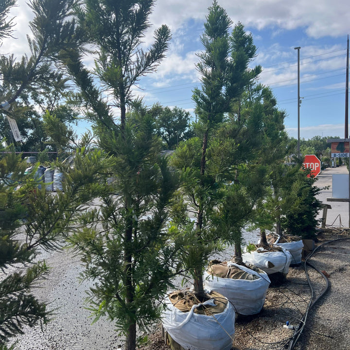 Bald Cypress Tree, B&B 84"