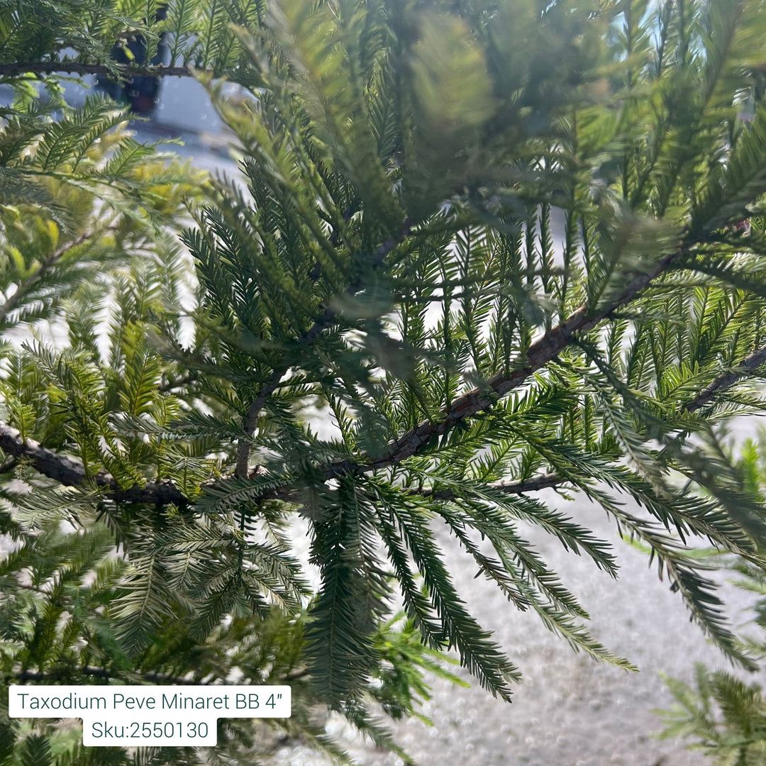 Bald Cypress Tree, B&B 84"