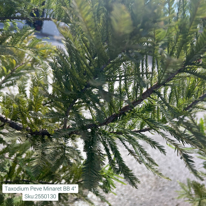 Bald Cypress Tree, B&B 84"