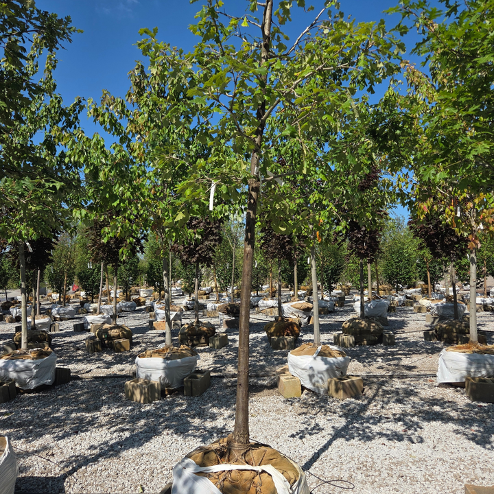 Quercus Macrocarpa Tree, B&B 2.5" Caliper