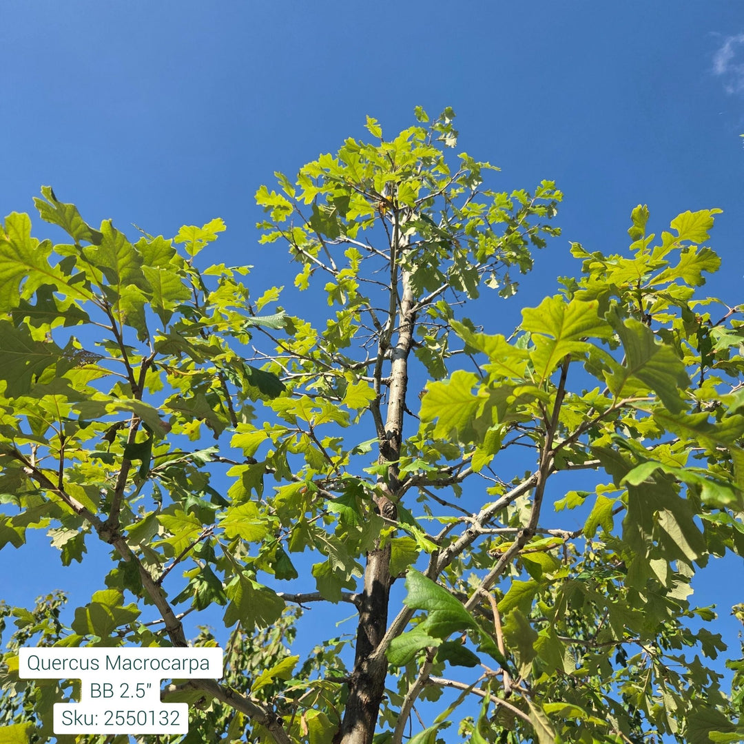 Quercus Macrocarpa Tree, B&B 2.5" Caliper