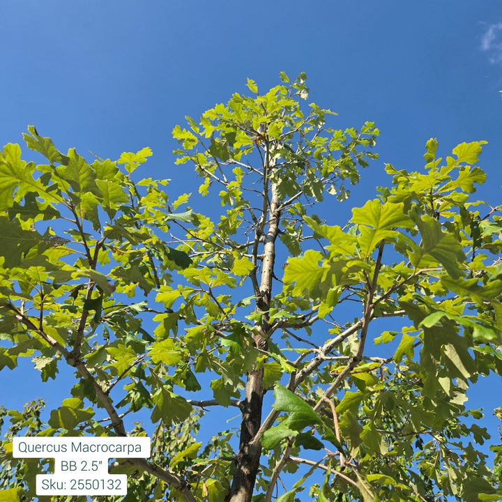 Quercus Macrocarpa Tree, B&B 2.5" Caliper