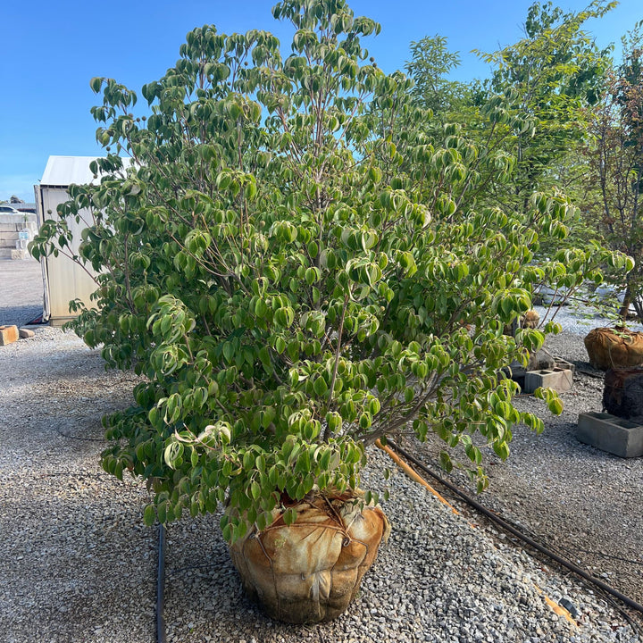 Kousa Dogwood Tree, B&B 5ft