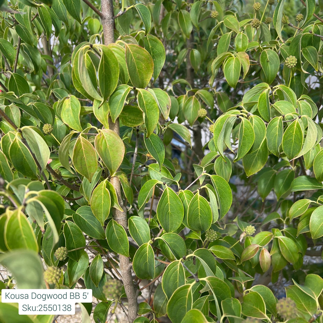 Kousa Dogwood Tree, B&B 5ft