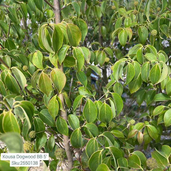 Kousa Dogwood Tree, B&B 5ft