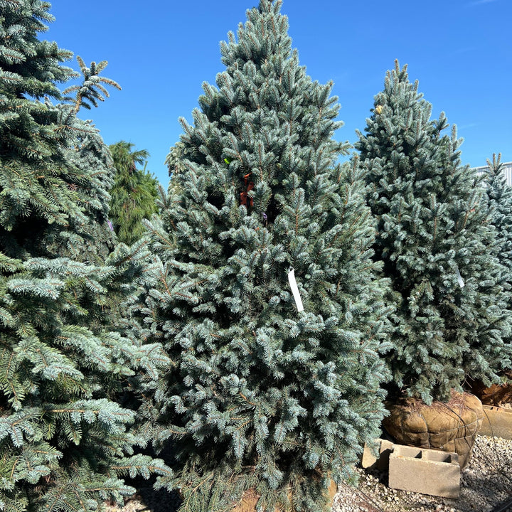 Iseli Fastigat Blue Spruce Tree, B&B 6ft