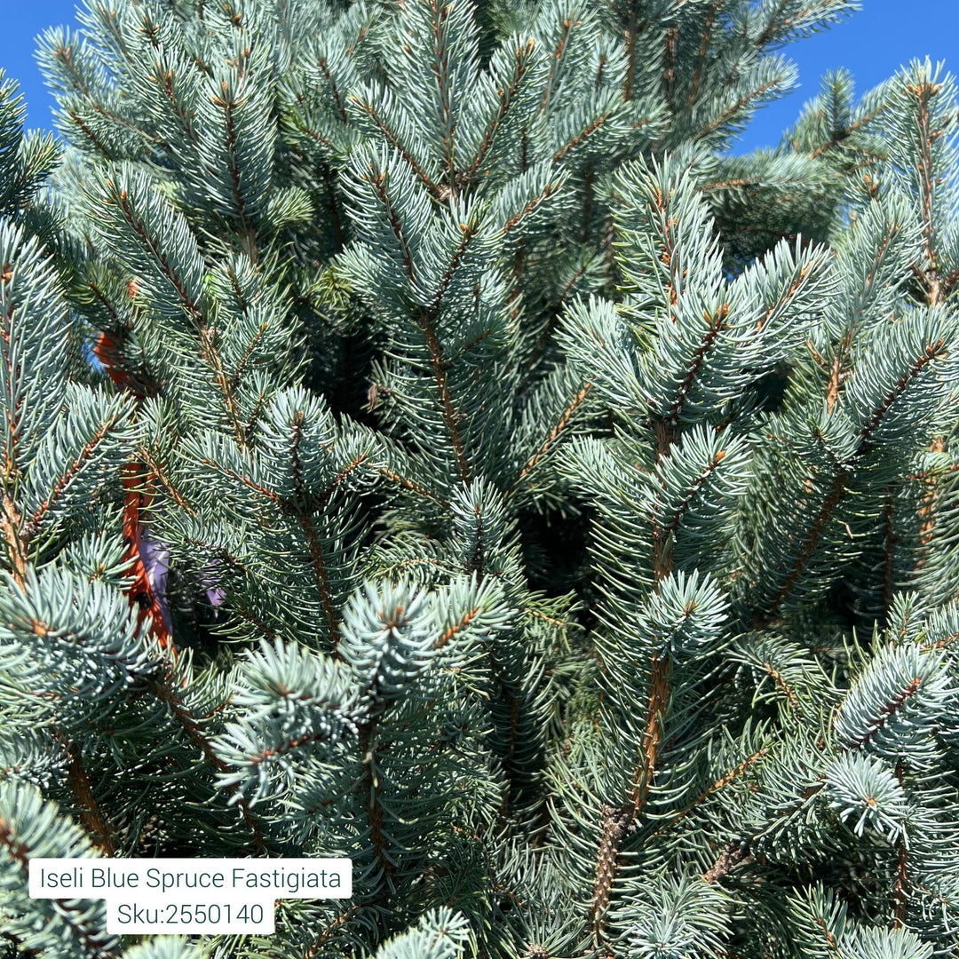 Iseli Fastigat Blue Spruce Tree, B&B 6ft