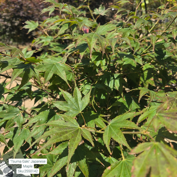 'Tsuma gaki' Japanese Maple Tree, 5 Gal.