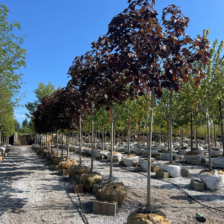 Crimson King Maple Tree, B&B 1.75"