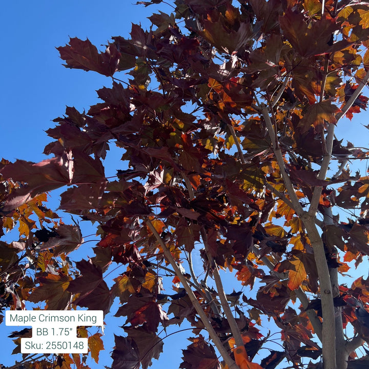Crimson King Maple Tree, B&B 1.75"