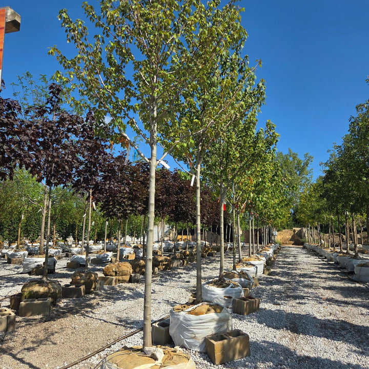 Sun Valley Maple Tree, B&B 2" Caliper