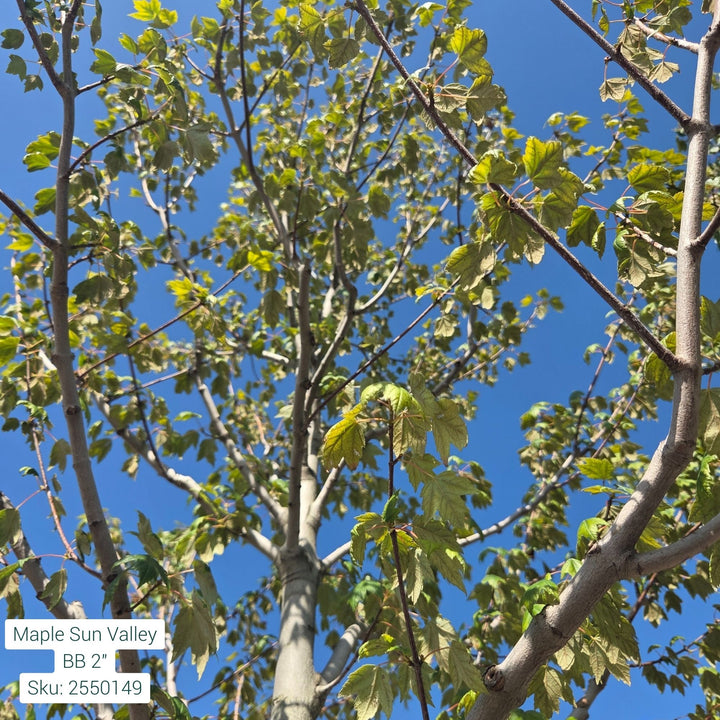 Sun Valley Maple Tree, B&B 2" Caliper