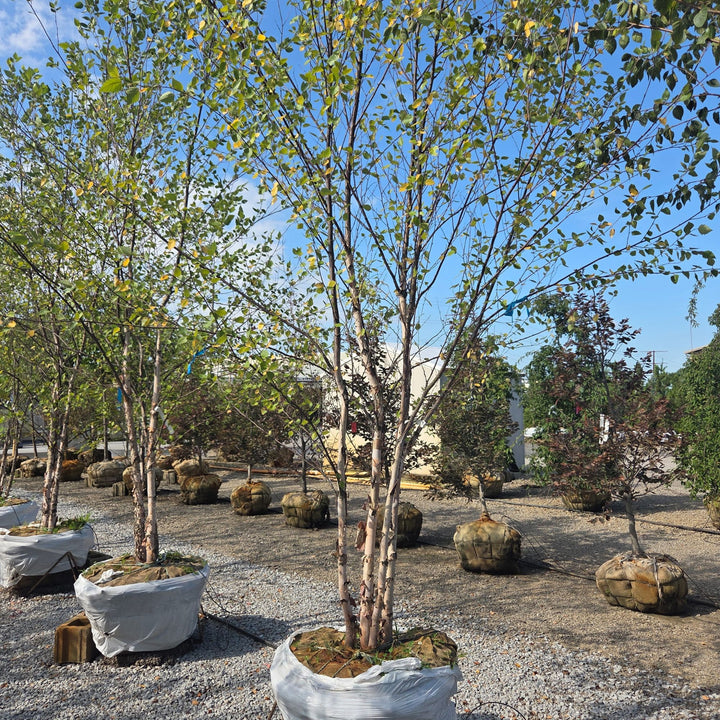 Heritage River Birch Tree, B&B 10ft