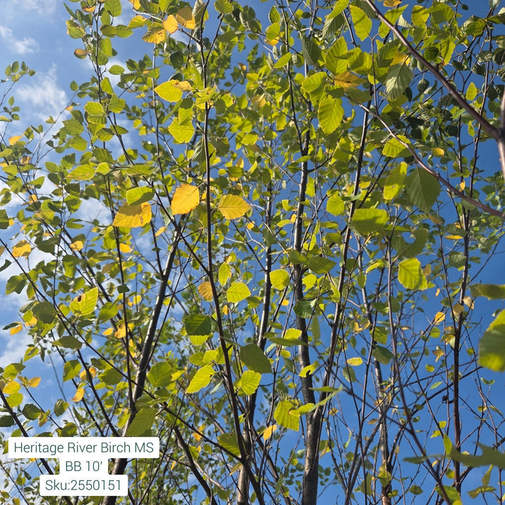 Heritage River Birch Tree, B&B 10ft