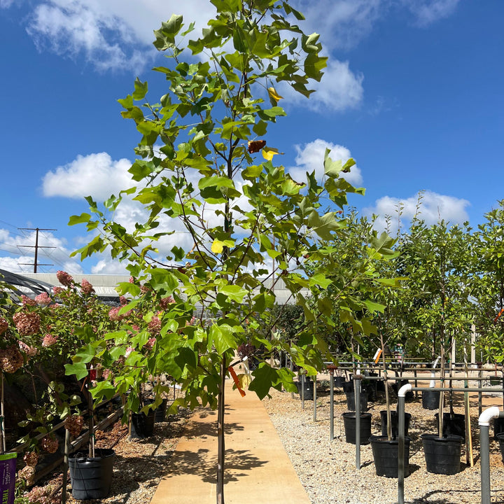 Tulip Tree, 15 Gal.