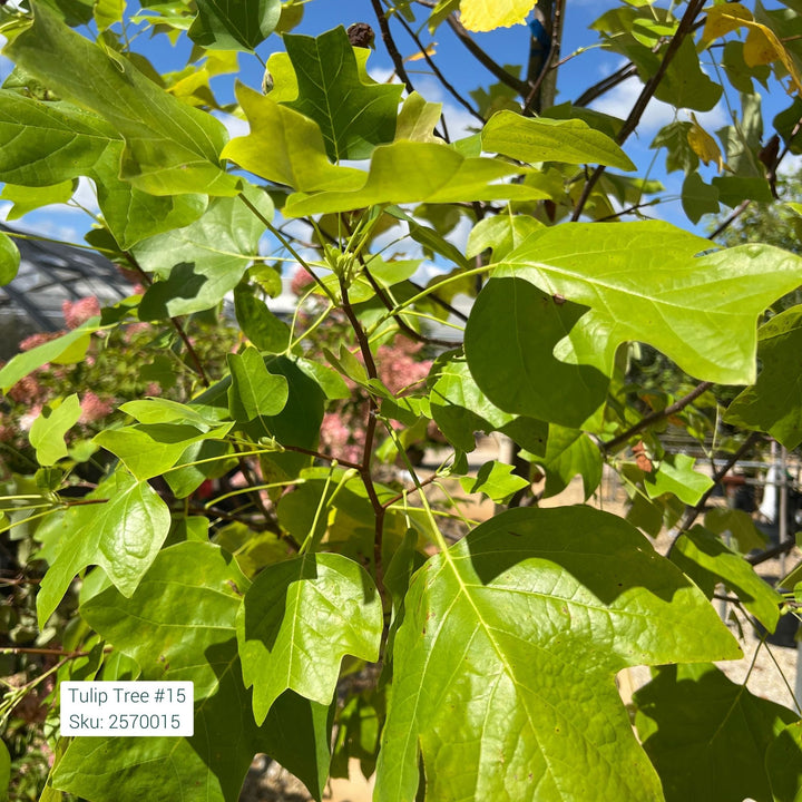 Tulip Tree, 15 Gal.